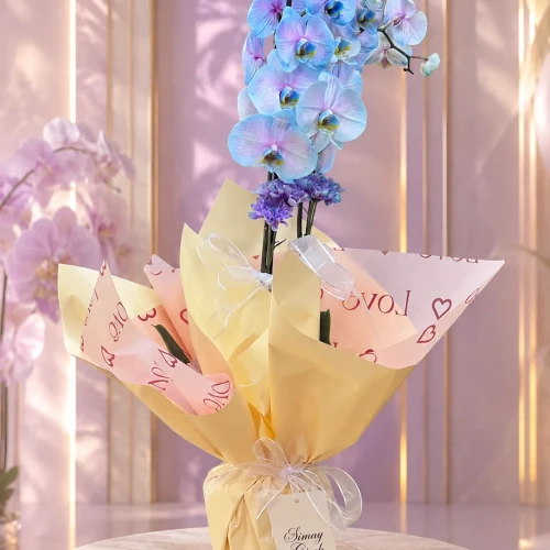 Pastel Rüya Phalaenopsis Orkide Aranjmanı